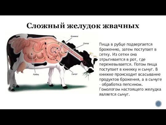 Сложный желудок жвачных Пища в рубце подвергается брожению, затем поступает в