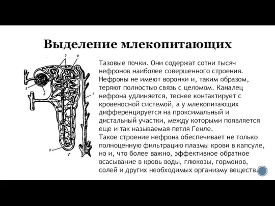 Выделение млекопитающих Тазовые почки. Они содержат сотни тысяч нефронов наиболее совершенного