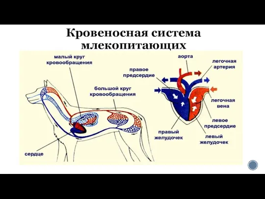 Кровеносная система млекопитающих