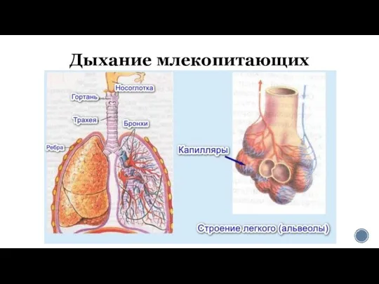 Дыхание млекопитающих