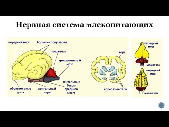 Нервная система млекопитающих