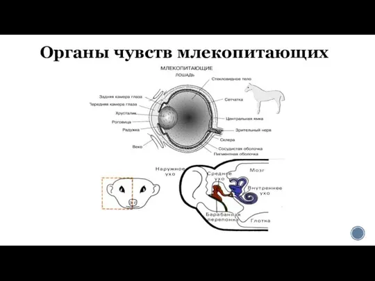 Органы чувств млекопитающих