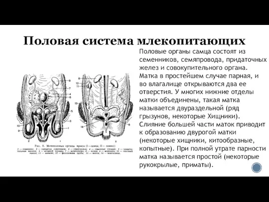 Половая система млекопитающих Половые органы самца состоят из семенников, семяпровода, придаточных