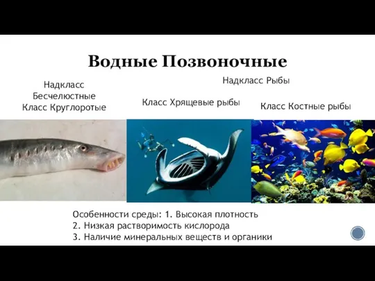 Водные Позвоночные Надкласс Бесчелюстные Класс Круглоротые Надкласс Рыбы Класс Хрящевые рыбы