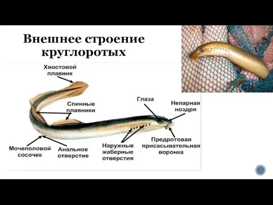 Внешнее строение круглоротых