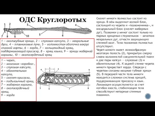 1 — окологубные хрящи, 2 — слуховая капсула, 3 — невральные