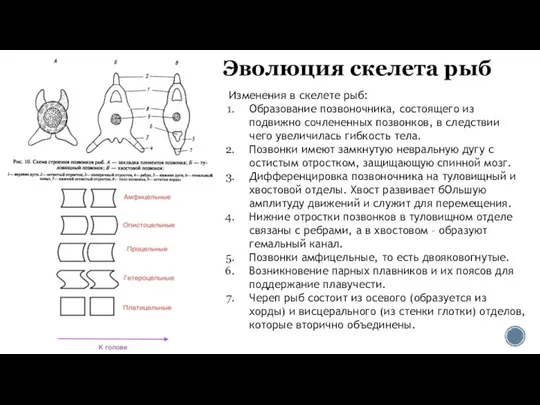 Эволюция скелета рыб Изменения в скелете рыб: Образование позвоночника, состоящего из