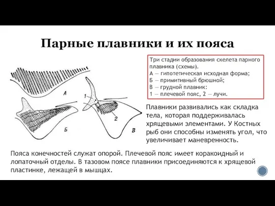 Парные плавники и их пояса Три стадии образования скелета парного плавника