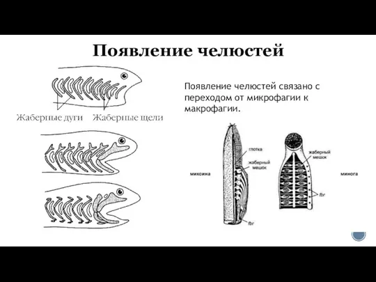 Появление челюстей Появление челюстей связано с переходом от микрофагии к макрофагии.