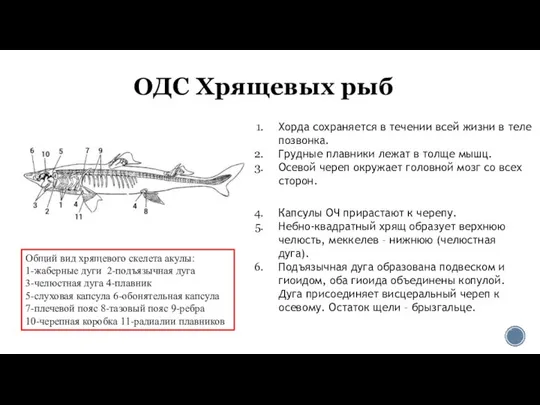 Хорда сохраняется в течении всей жизни в теле позвонка. Грудные плавники