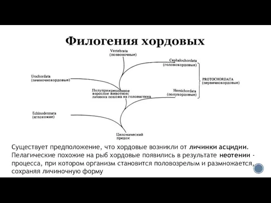 Филогения хордовых Существует предположение, что хордовые возникли от личинки асцидии. Пелагические