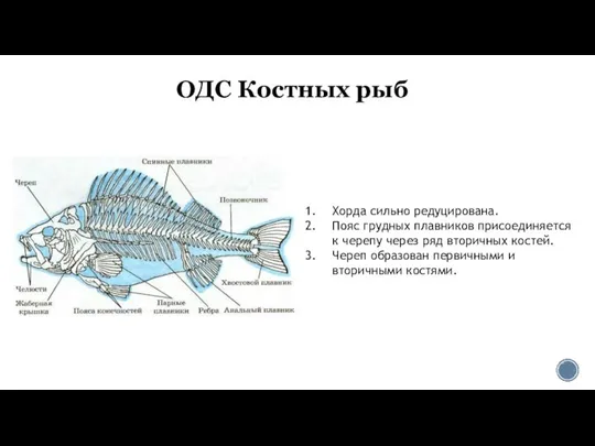 ОДС Костных рыб Хорда сильно редуцирована. Пояс грудных плавников присоединяется к