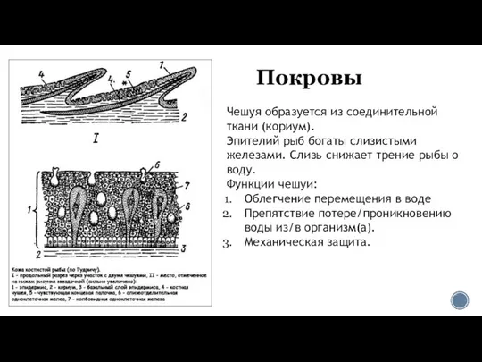 Покровы Чешуя образуется из соединительной ткани (кориум). Эпителий рыб богаты слизистыми