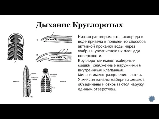 Дыхание Круглоротых Низкая растворимость кислорода в воде привела к появлению способов