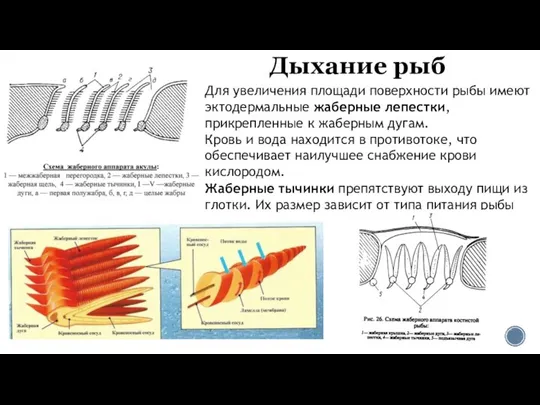 Дыхание рыб Для увеличения площади поверхности рыбы имеют эктодермальные жаберные лепестки,