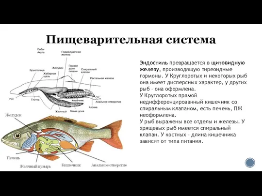 Пищеварительная система Эндостиль превращается в щитовидную железу, производящую тиреоидные гормоны. У