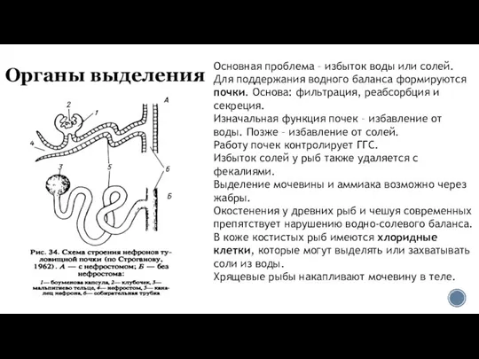 Органы выделения Основная проблема – избыток воды или солей. Для поддержания