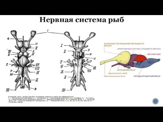 Нервная система рыб