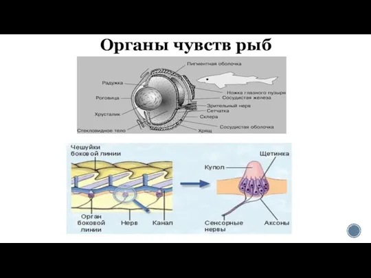 Органы чувств рыб