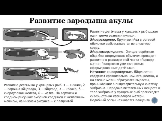 Развитие зародыша акулы Развитие детёныша у хрящевых рыб. 1 — яичник,