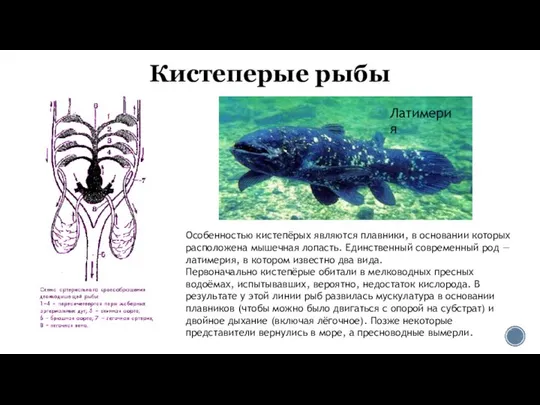 Кистеперые рыбы Латимерия Особенностью кистепёрых являются плавники, в основании которых расположена