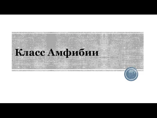 Класс Амфибии