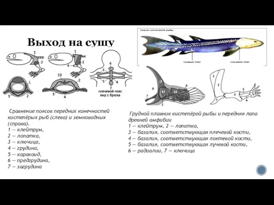 Выход на сушу Грудной плавник кистепёрой рыбы и передняя лапа древней