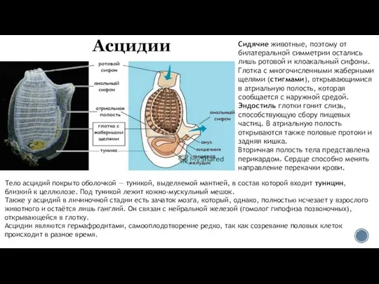 Асцидии Сидячие животные, поэтому от билатеральной симметрии остались лишь ротовой и