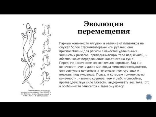 Эволюция перемещения Парные конечности лягушки в отличие от плавников не служат