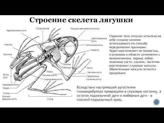 Строение скелета лягушки Строение тела лягушки испытало на себе сильное влияние