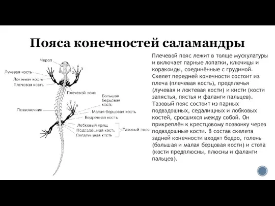 Пояса конечностей саламандры Плечевой пояс лежит в толще мускулатуры и включает