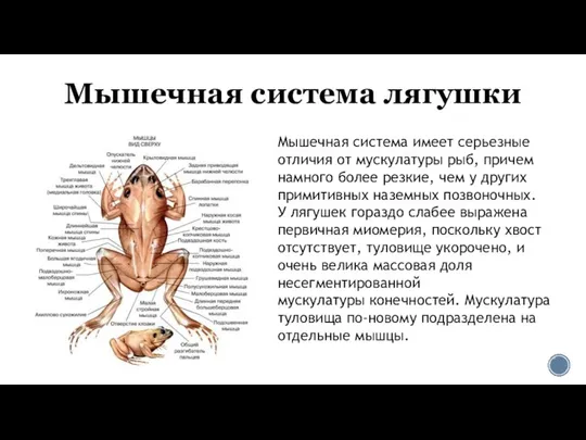 Мышечная система лягушки Мышечная система имеет серьезные отличия от мускулатуры рыб,