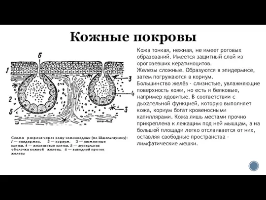 Кожные покровы Кожа тонкая, нежная, не имеет роговых образований. Имеется защитный