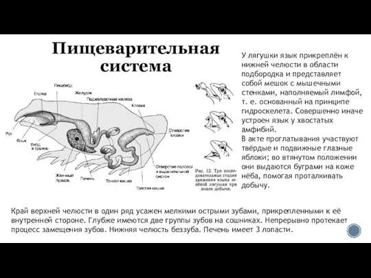 Пищеварительная система Край верхней челюсти в один ряд усажен мелкими острыми