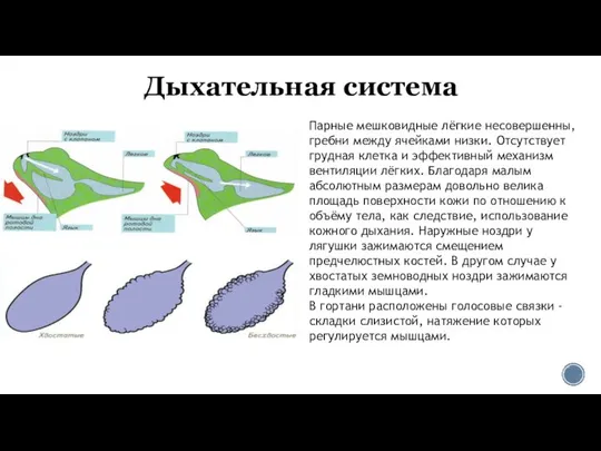 Дыхательная система Парные мешковидные лёгкие несовершенны, гребни между ячейками низки. Отсутствует