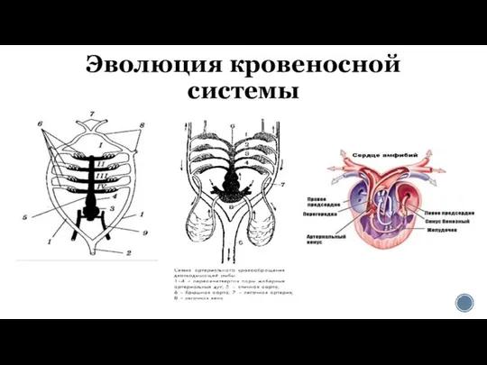 Эволюция кровеносной системы