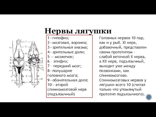 Нервы лягушки 1—гипофиз; 2—мозговая, воронка; 3—зрительная хиазма; 4—зрительные доли; 5 —