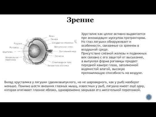 Зрение Хрусталик как целое активно выдвигается при аккомодации мускулом протрактором. Но