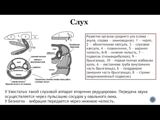 Слух У Хвостатых такой слуховой аппарат вторично редуцирован. Передача звука осуществляется