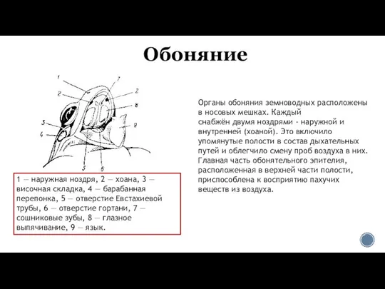 Обоняние 1 — наружная ноздря, 2 — хоана, 3 — височная