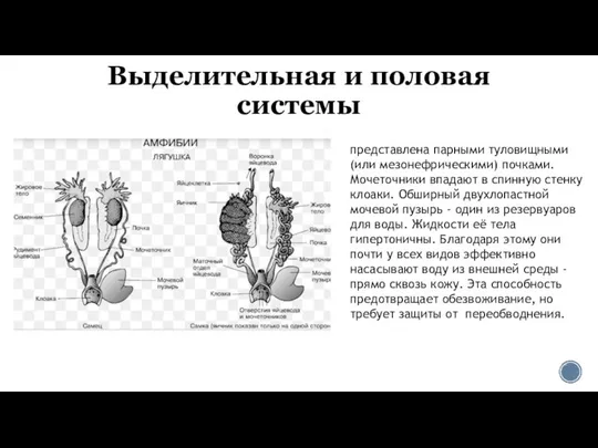 Выделительная и половая системы представлена парными туловищными (или мезонефрическими) почками. Мочеточники