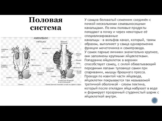 Половая система У самцов беловатый семенник соединён с почкой несколькими семявыносящими