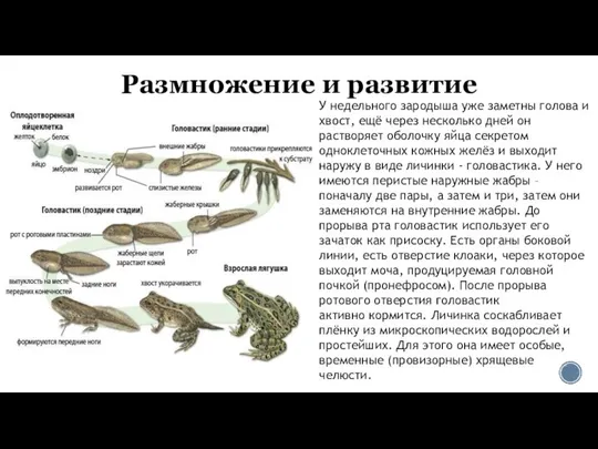 Размножение и развитие У недельного зародыша уже заметны голова и хвост,