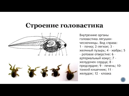 Строение головастика Внутренние органы головастика лягушки-чесночницы. Вид справа: 1 - почка;