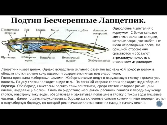 Подтип Бесчерепные Ланцетник. Однослойный эпителий с кориумом. С боков свисают метаплевральные