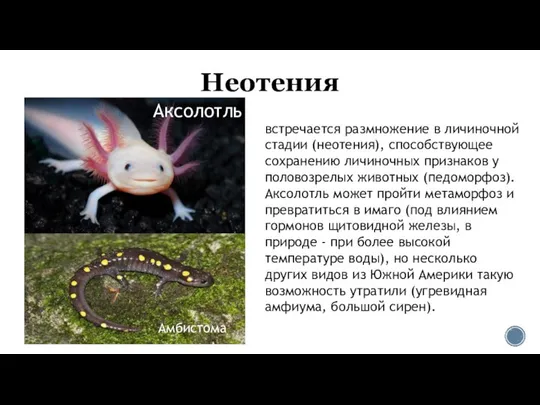 Неотения Аксолотль встречается размножение в личиночной стадии (неотения), способствующее сохранению личиночных