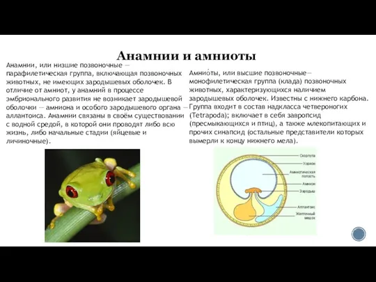 Анамнии и амниоты Анамнии, или низшие позвоночные — парафилетическая группа, включающая