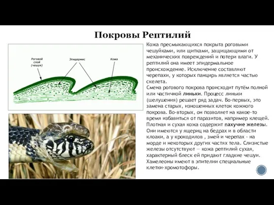 Покровы Рептилий Кожа пресмыкающихся покрыта роговыми чешуйками, или щитками, защищающими от