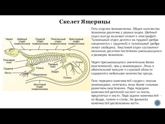 Скелет Ящерицы Пять отделов позвоночника. Общее количество позвонков различно у разных