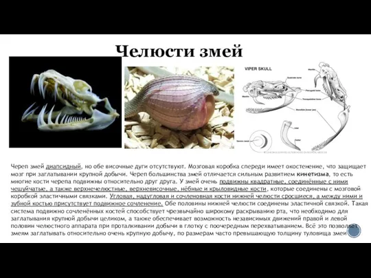 Челюсти змей Череп змей диапсидный, но обе височные дуги отсутствуют. Мозговая